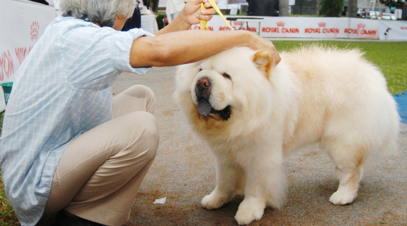 MERAWAT CHOW CHOW: ANJING KELUARGA BERTAMPANG SINGA