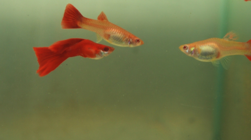 GUPPY PRIMADONA: TRAH MERAH DAN ALBINO DIMINATI