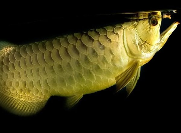 PAKAN AROWANA: PRO-KONTRA PAKAN PELET