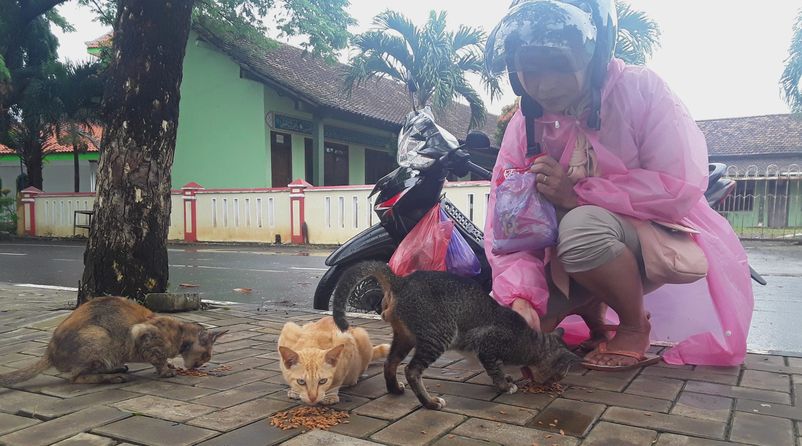 SRI TAK PERNAH INGKAR JANJI: BERKAH PARA KUCING JALANAN