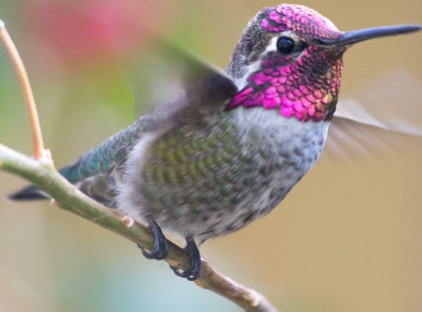 TANGKRINGAN BURUNG: SEHARUSNYA BERVARIASI