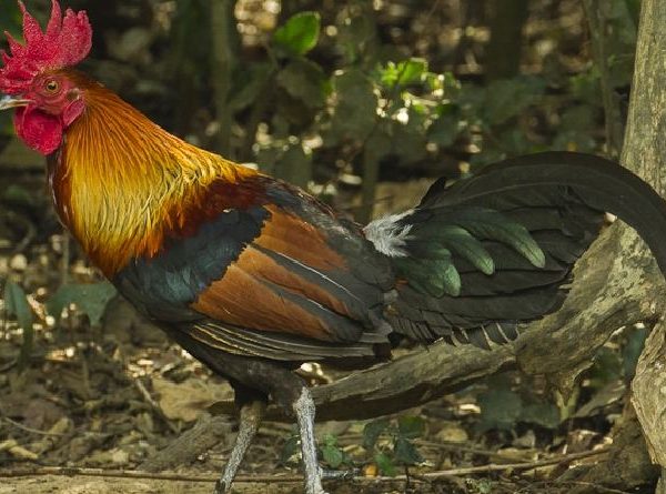 JENIS AYAM HUTAN ITU BERAGAM