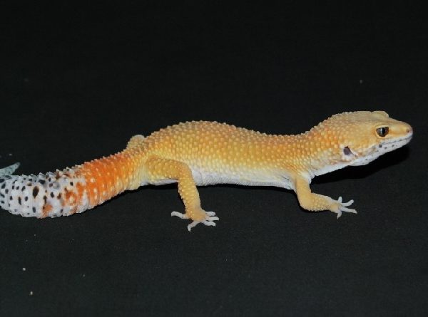 PANDUAN MERAWAT LEOPARD GECKO