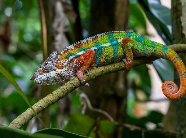 CHAMELEON: KEBUTUHAN HIDUP & TIPS MERAWATNYA