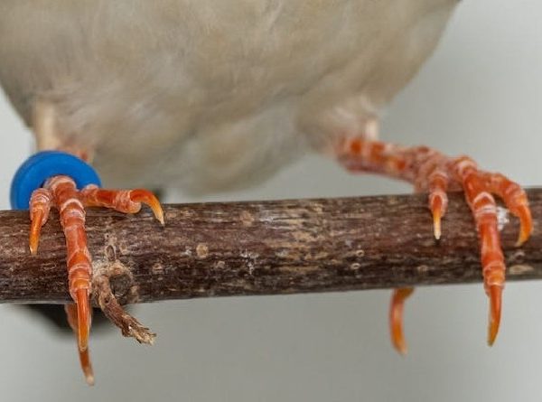 TANGKRINGAN BURUNG: BEGINI TIPS MEMBERSIHKANNYA