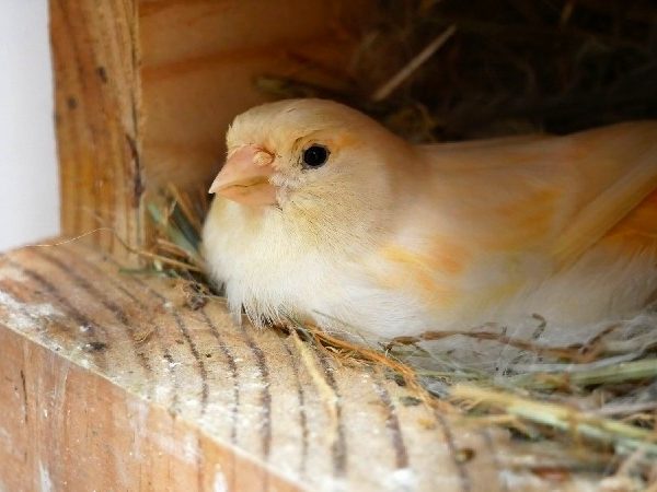 BURUNG KENARI: MENU SEHAT BAGI INDUK MENGERAM